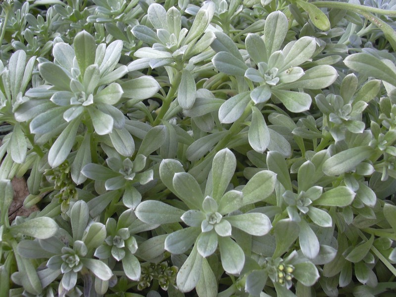 Polynesian Heliotrope
