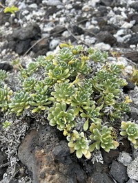 Polynesian Heliotrope