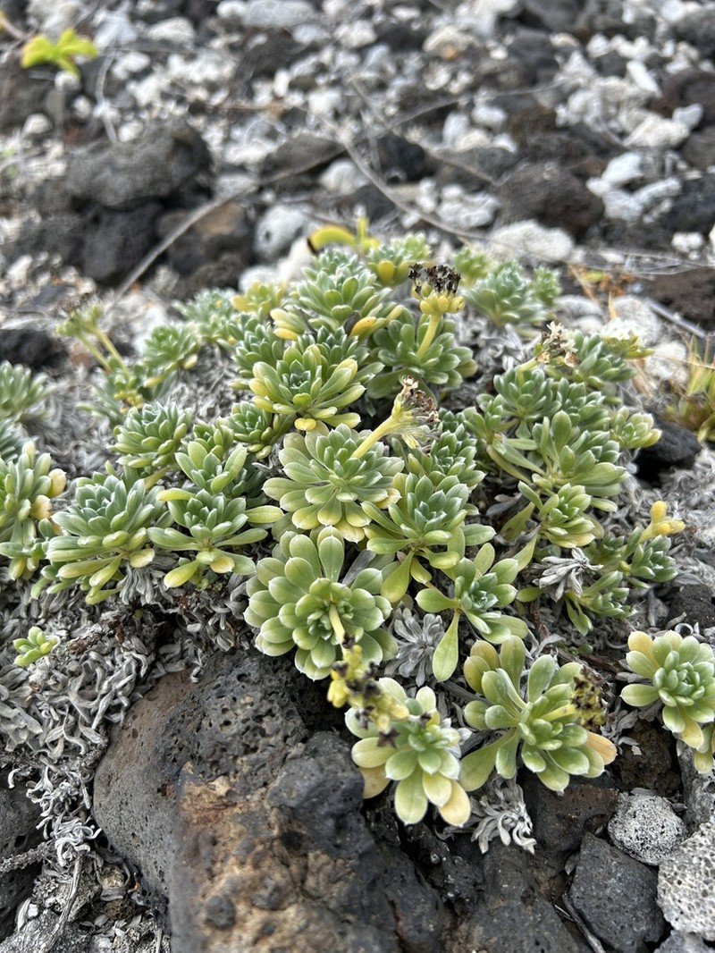 Polynesian Heliotrope