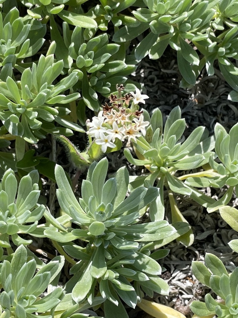 Polynesian Heliotrope photo 2