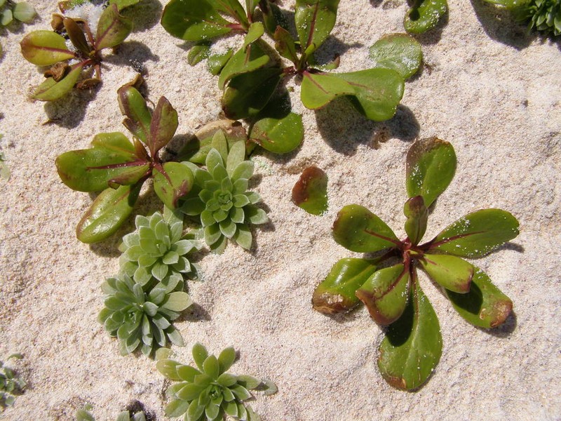 Polynesian Heliotrope photo 3