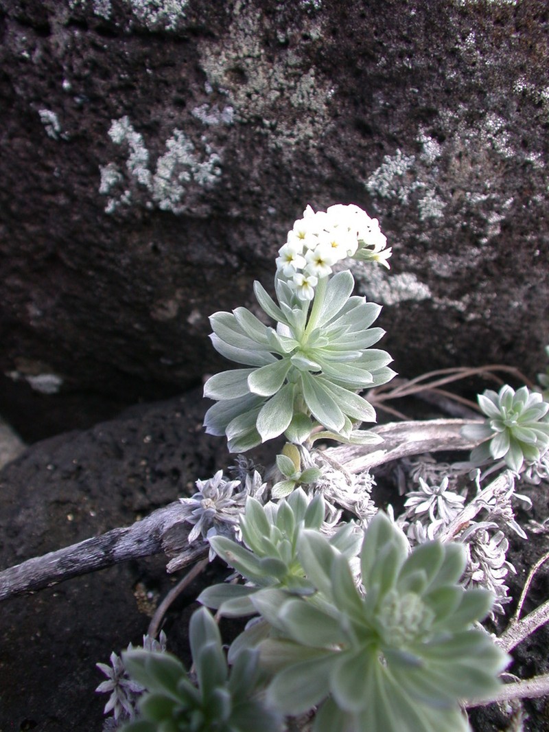 Polynesian Heliotrope photo 5