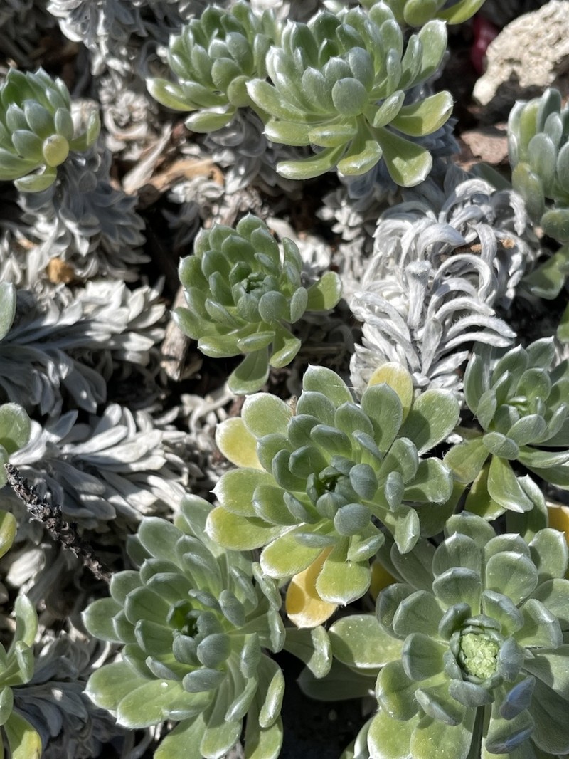 Polynesian Heliotrope photo 6