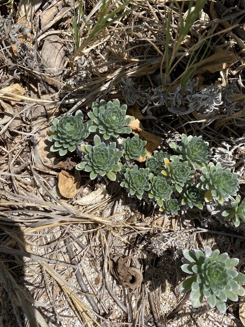 Polynesian Heliotrope photo 8