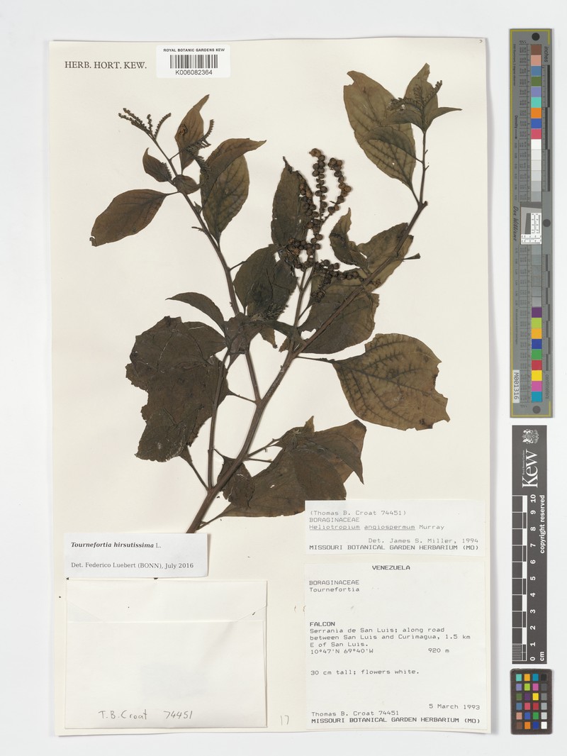 Heliotropium antioquianum