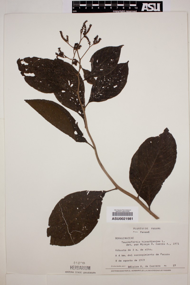 Heliotropium antioquianum photo 2