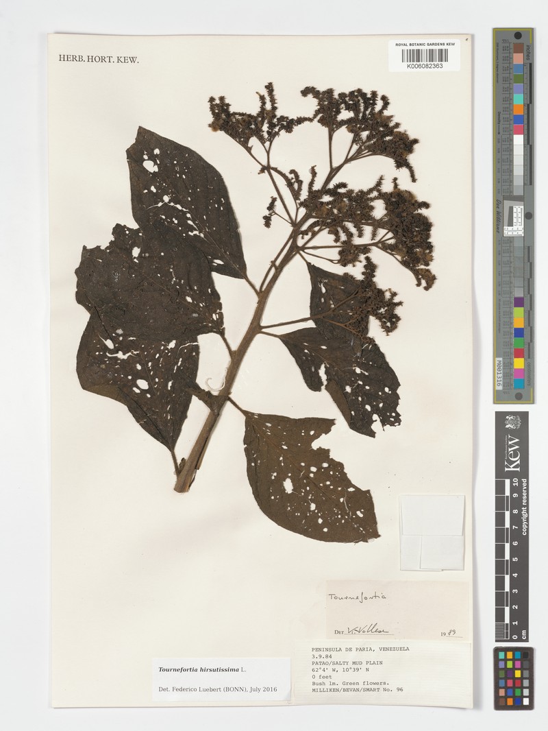 Heliotropium antioquianum photo 3