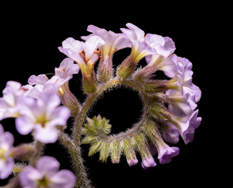 Garden Heliotrope photo 2