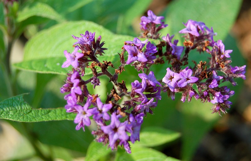 Garden Heliotrope