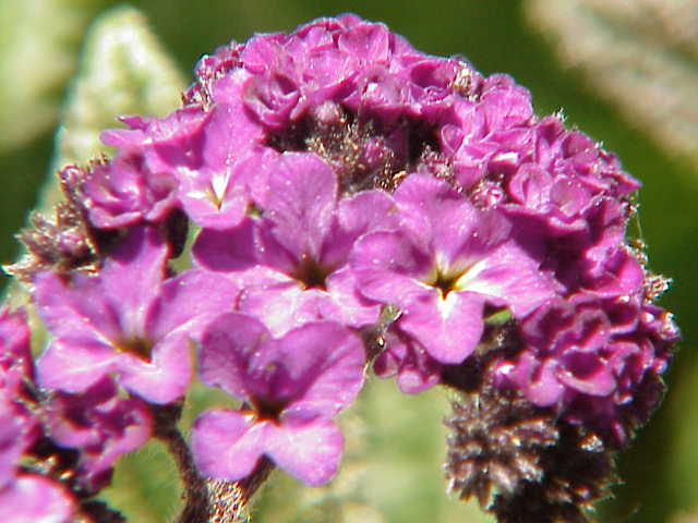 Garden Heliotrope photo 3