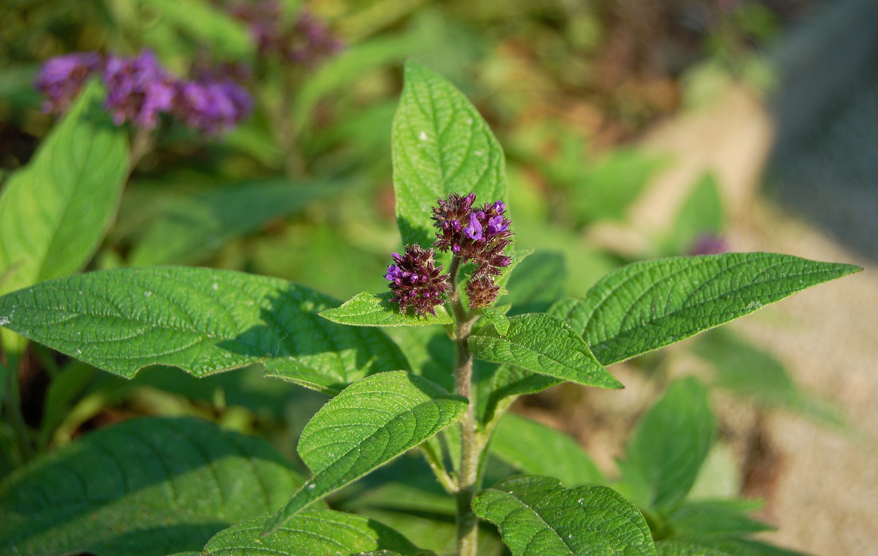 Garden Heliotrope photo 4