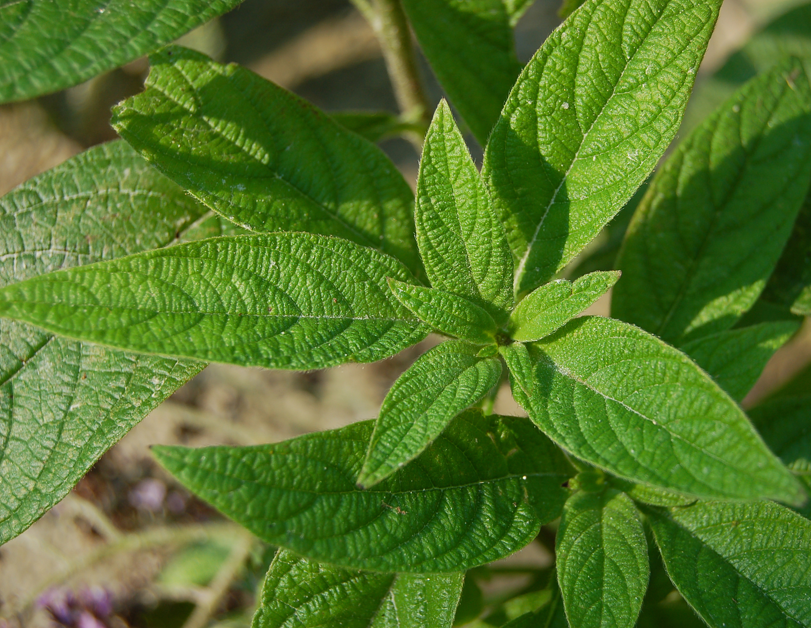 Garden Heliotrope photo 5