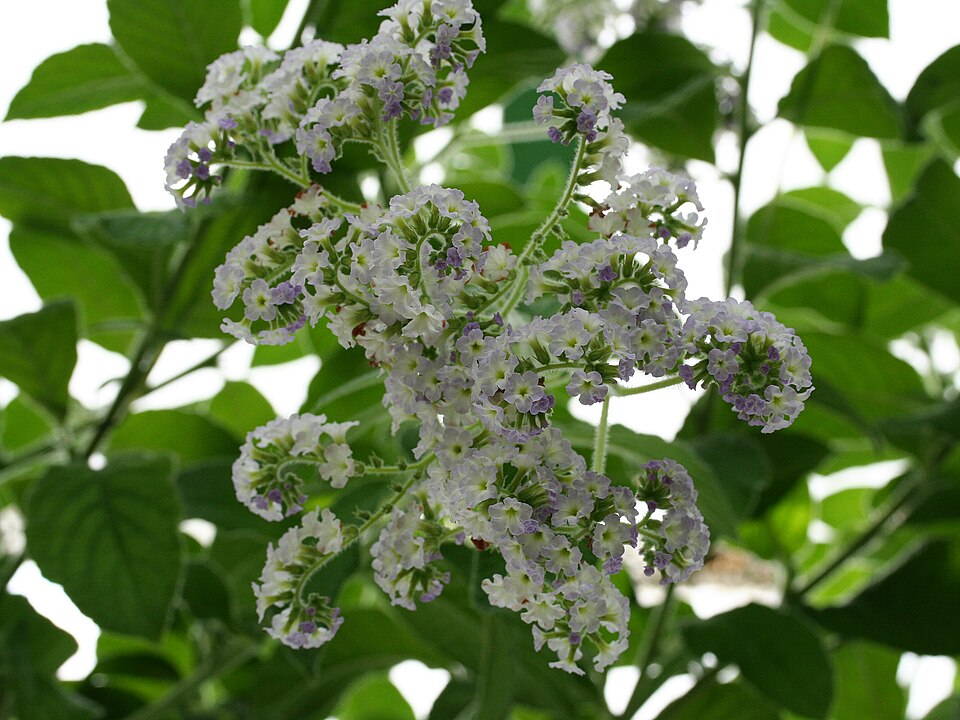 Garden Heliotrope photo 6