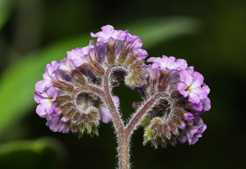 Garden Heliotrope photo 7