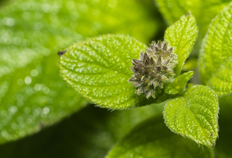Garden Heliotrope photo 8
