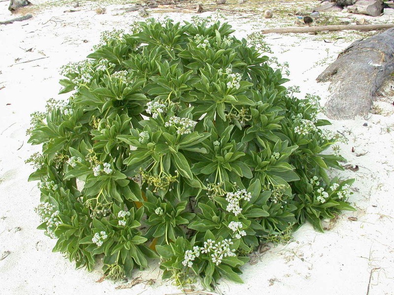 Velvetleaf Soldierbush photo 3