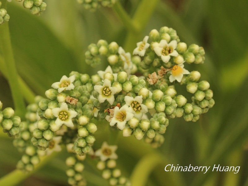 Velvetleaf Soldierbush photo 4