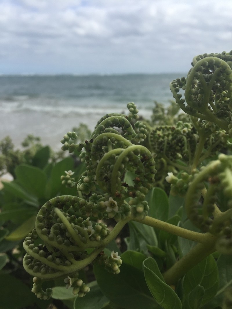 Velvetleaf Soldierbush photo 7