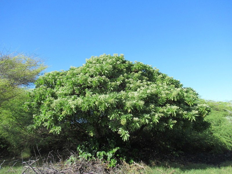 Velvetleaf Soldierbush photo 8