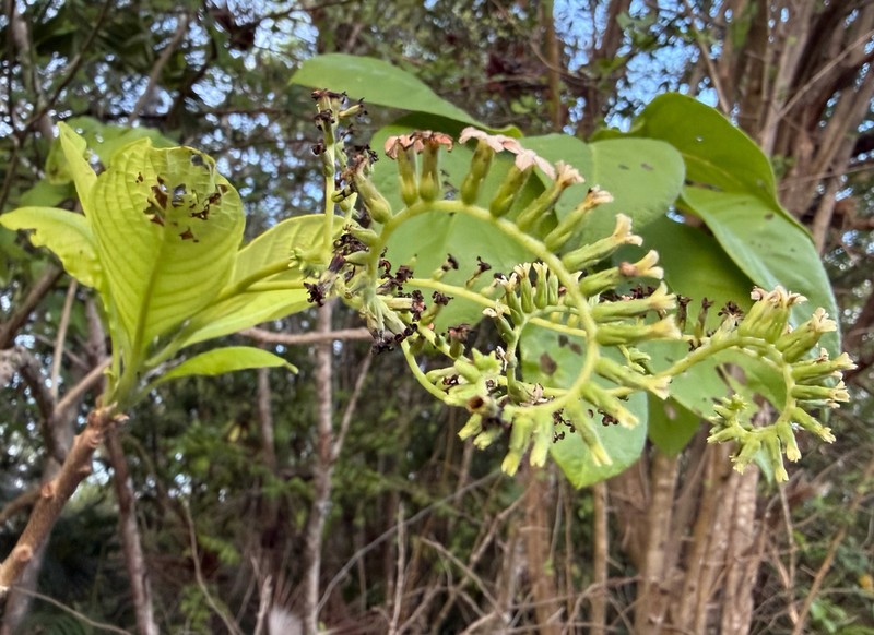 Heliotropium astrotrichum