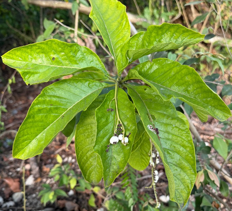 Heliotropium astrotrichum photo 2