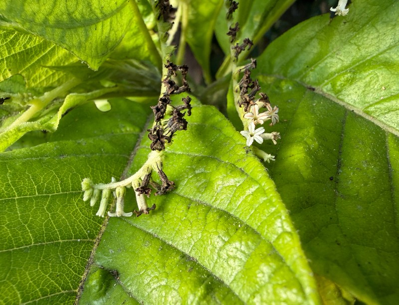 Heliotropium astrotrichum photo 3