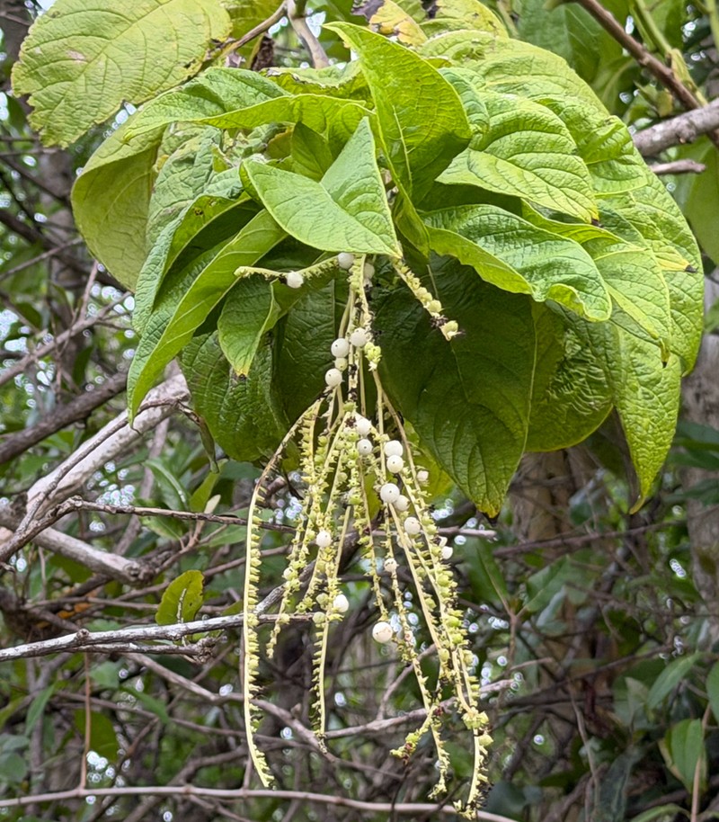 Heliotropium astrotrichum photo 4