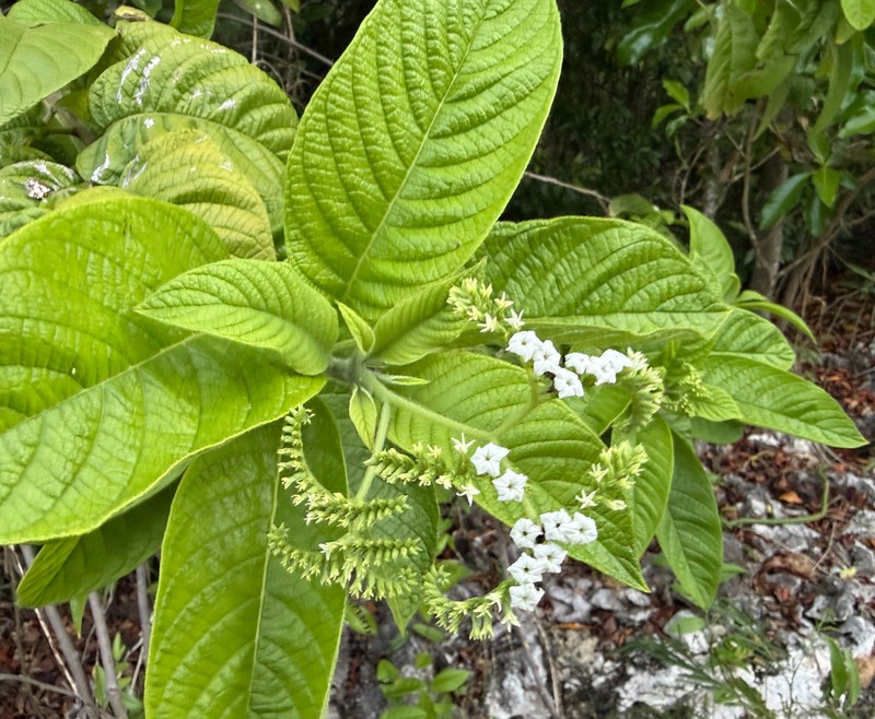 Heliotropium astrotrichum photo 6