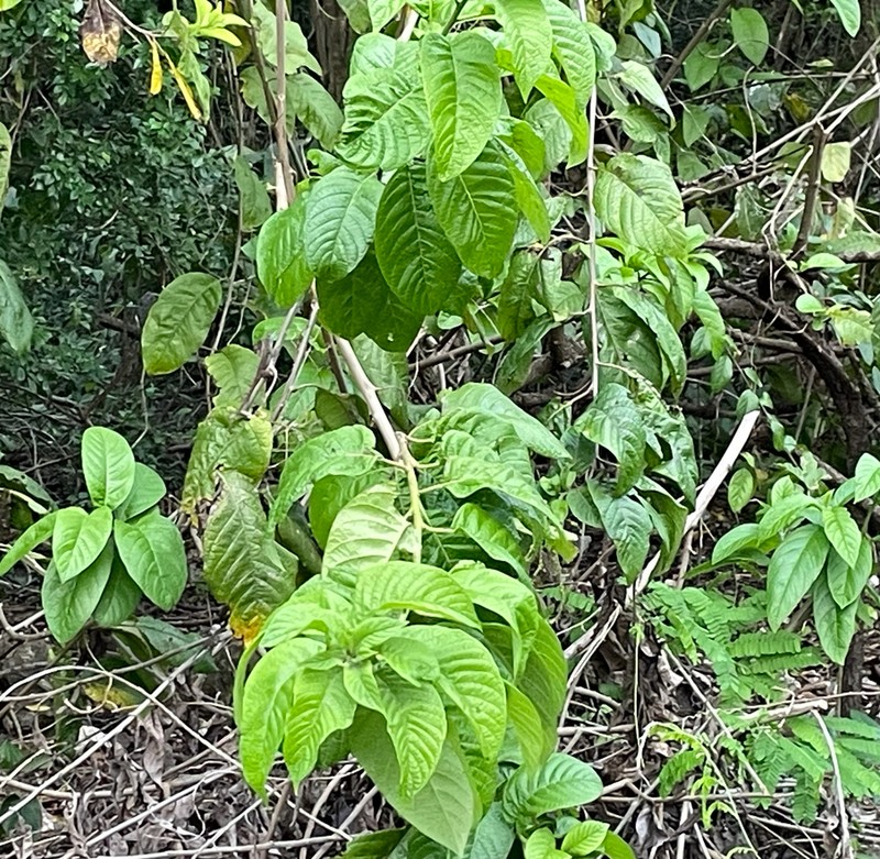 Heliotropium astrotrichum photo 7