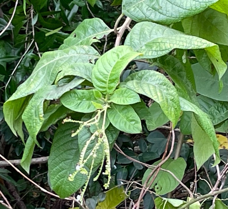 Heliotropium astrotrichum photo 8