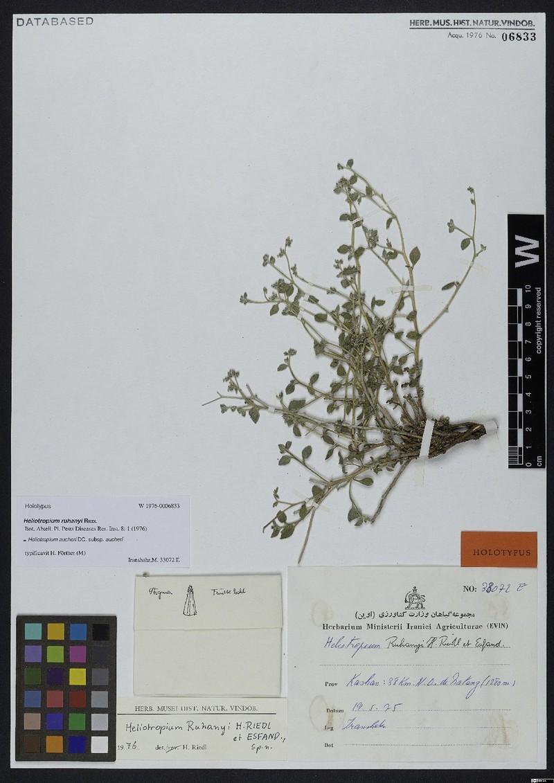 Heliotropium aucheri subsp. aucheri