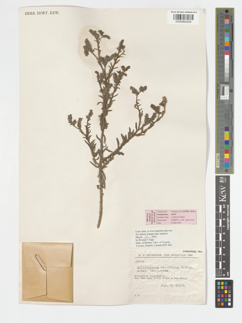 Heliotropium bacciferum subsp. bacciferum