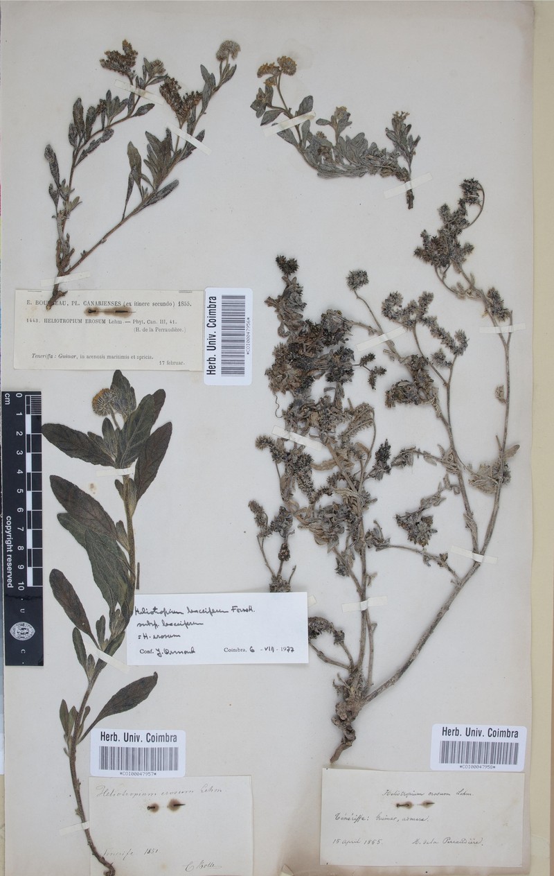 Heliotropium bacciferum subsp. bacciferum photo 2