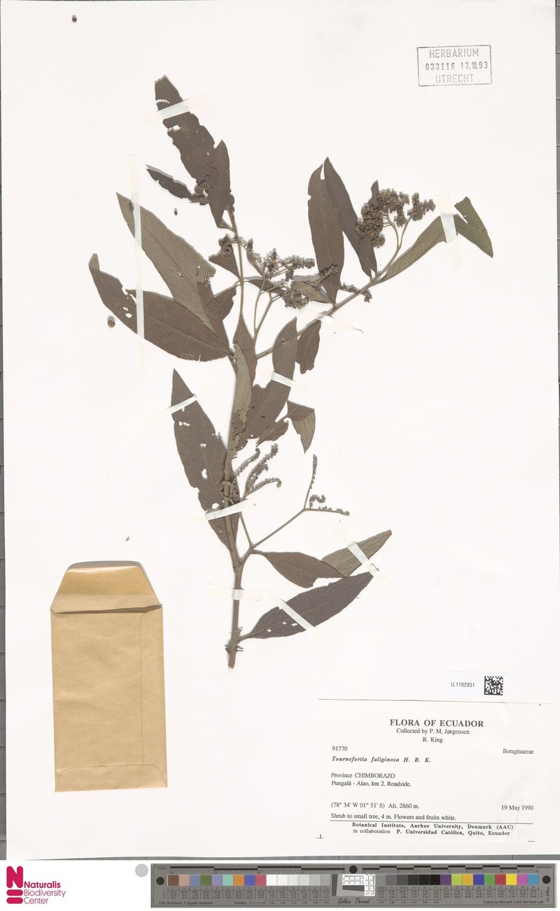 Heliotropium brevilobatum