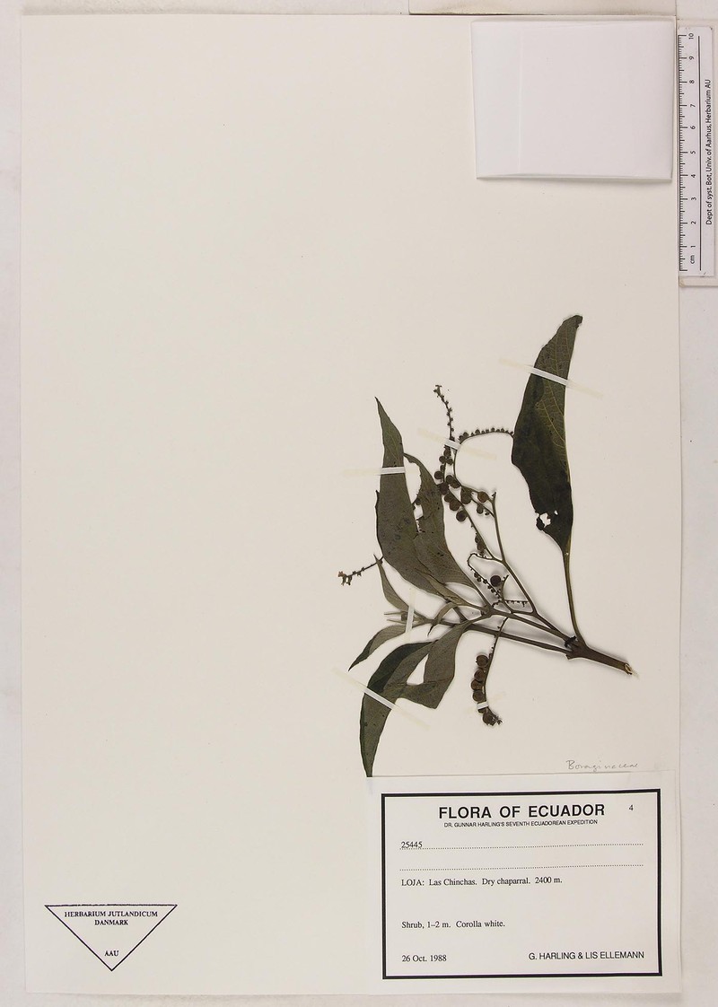 Heliotropium brevilobatum photo 2