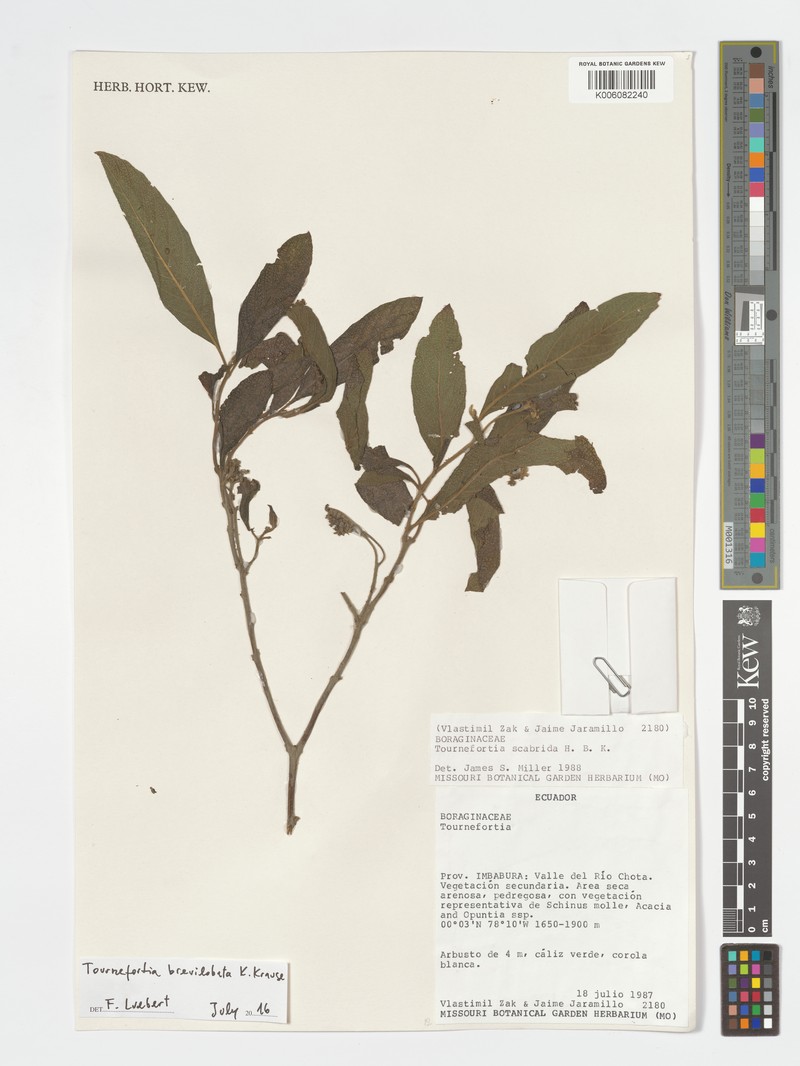 Heliotropium brevilobatum photo 3