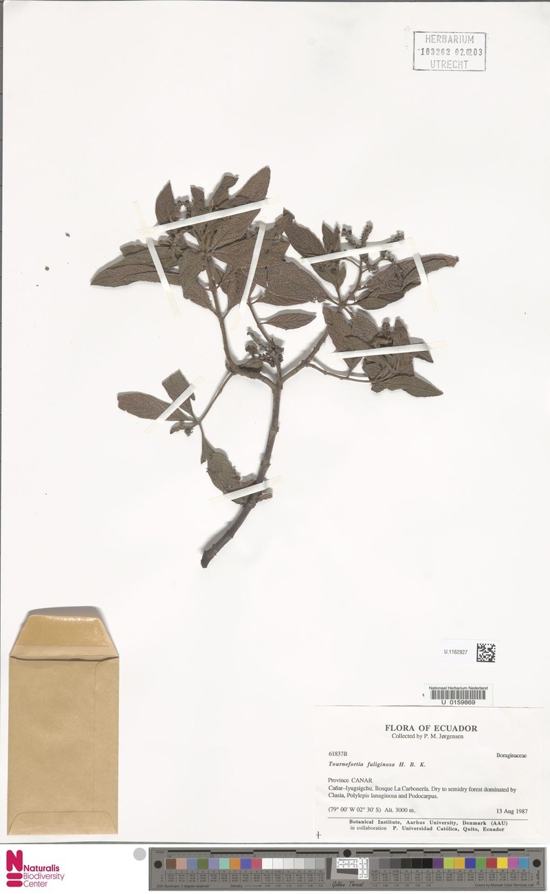 Heliotropium brevilobatum photo 4
