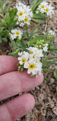 Salt Heliotrope