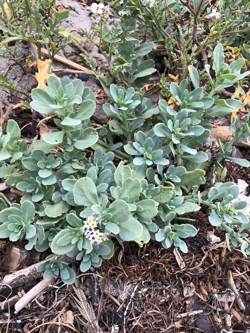 Salt Heliotrope photo 2