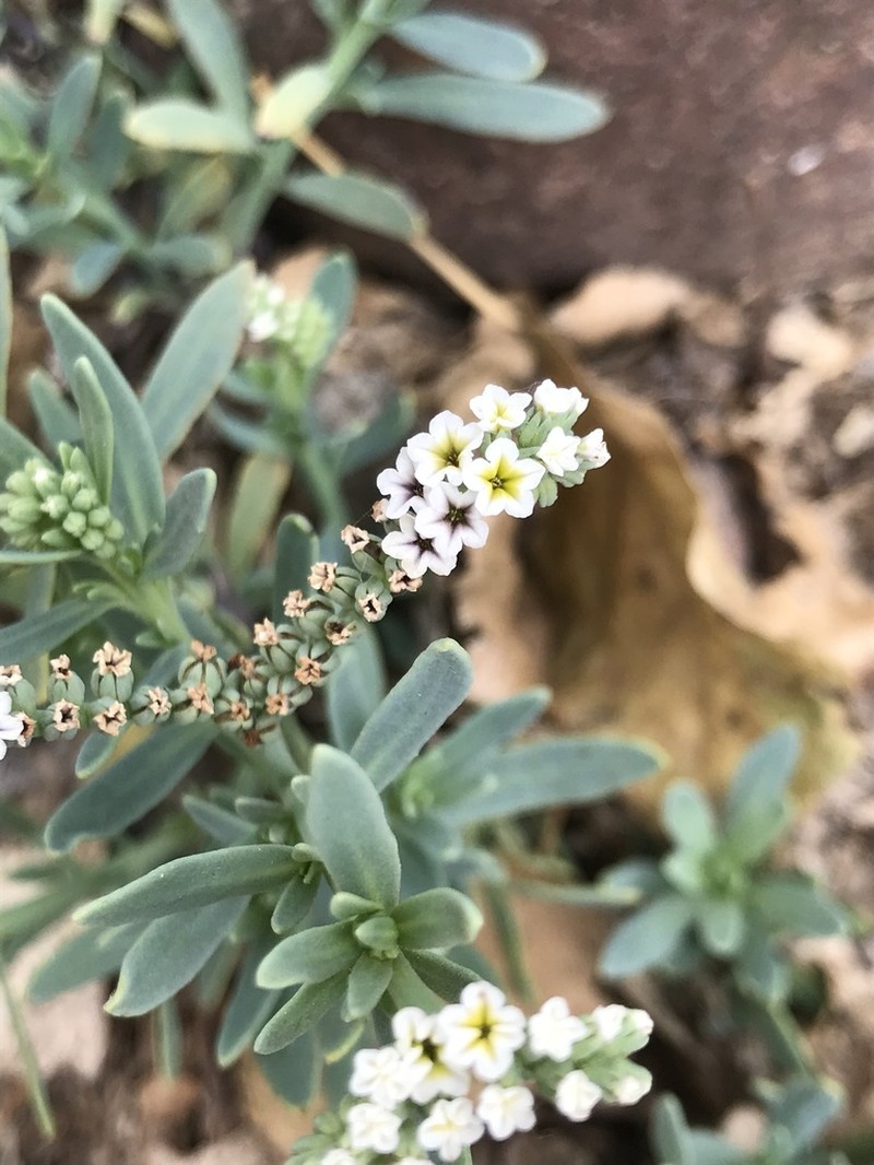 Salt Heliotrope photo 3