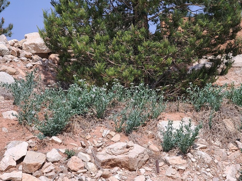 Salt Heliotrope photo 4