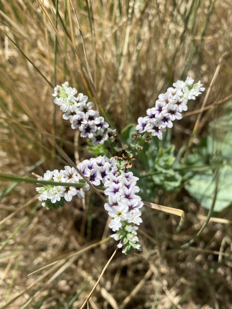 Salt Heliotrope photo 5