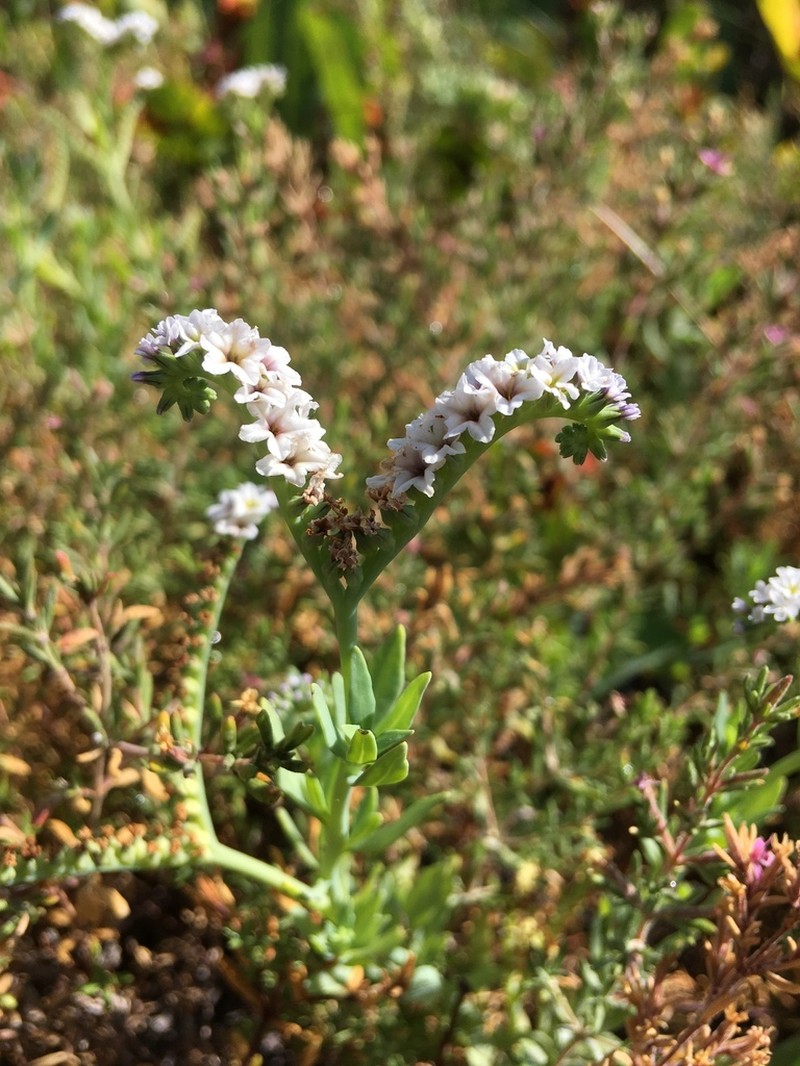 Salt Heliotrope photo 6