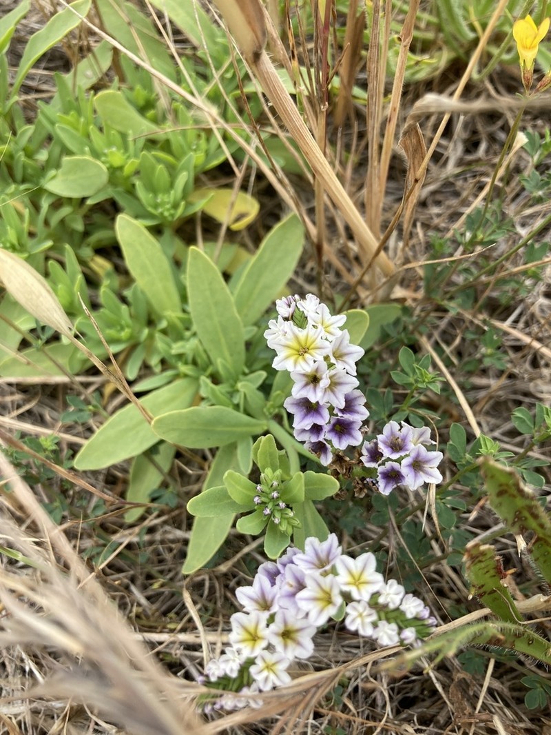 Salt Heliotrope photo 7