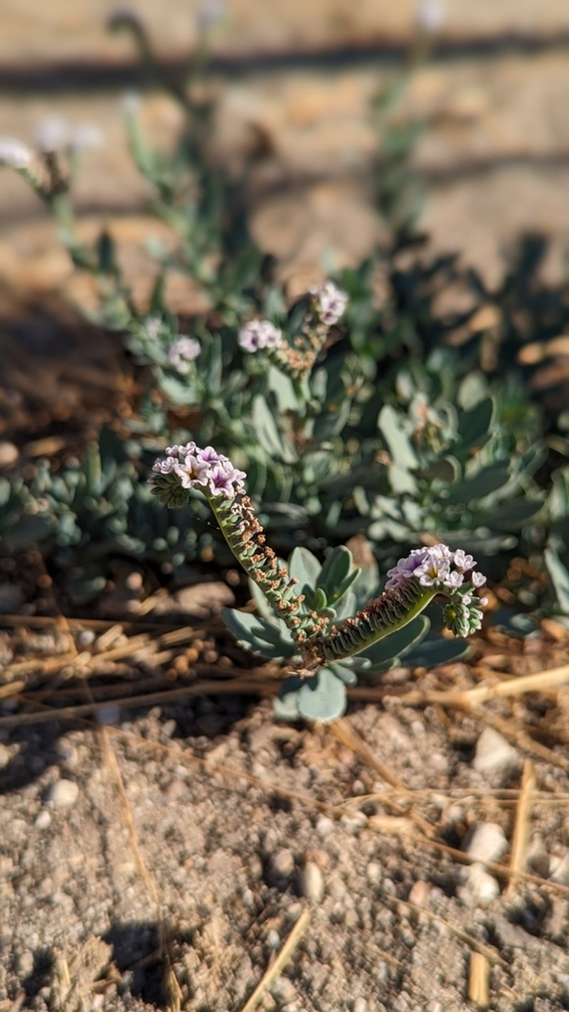 Salt Heliotrope photo 8