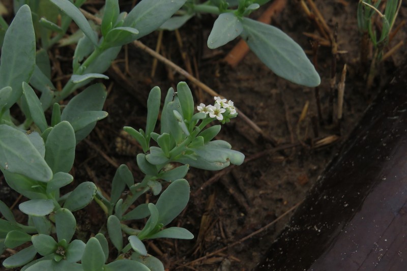 Heliotropium curassavicum var. curassavicum