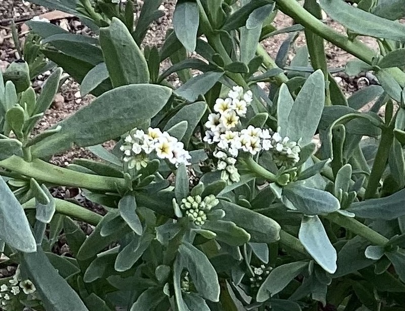 Heliotropium curassavicum var. curassavicum photo 2