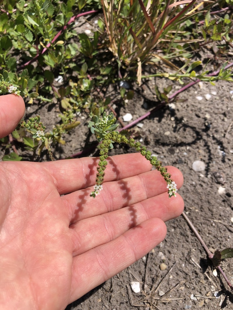 Heliotropium curassavicum var. curassavicum photo 3