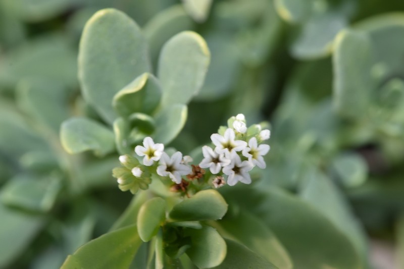 Heliotropium curassavicum var. curassavicum photo 4