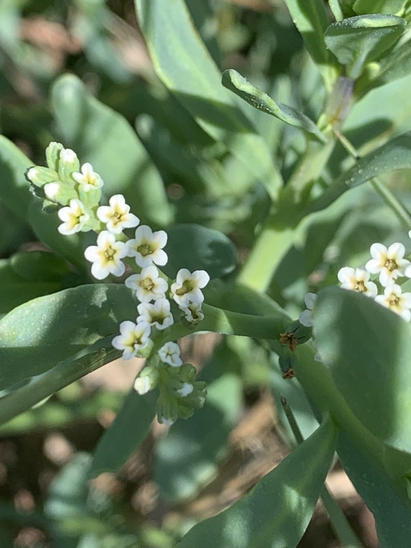 Heliotropium curassavicum var. curassavicum photo 5
